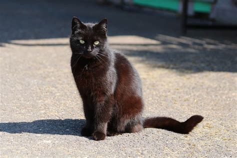 black red cat|are black cats actually brown.